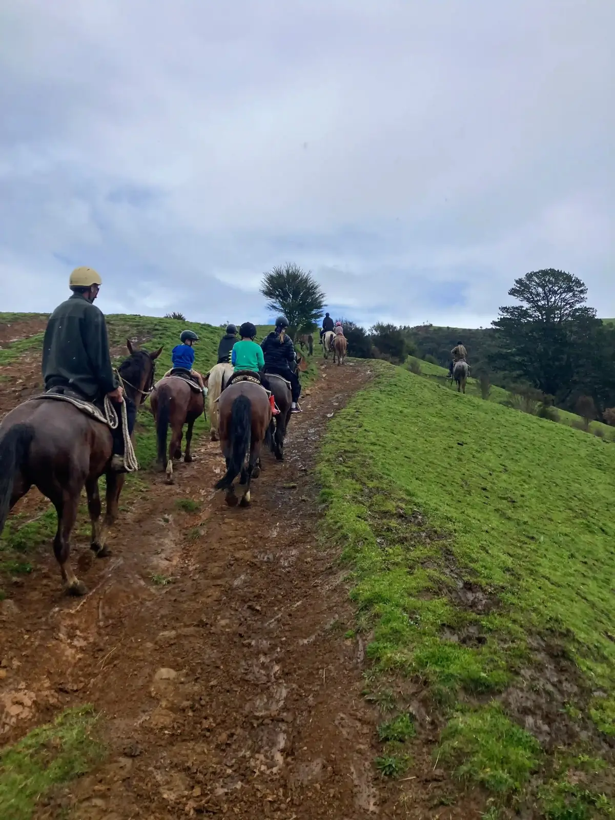 A group horse trek heading out along the trail near Hamilton