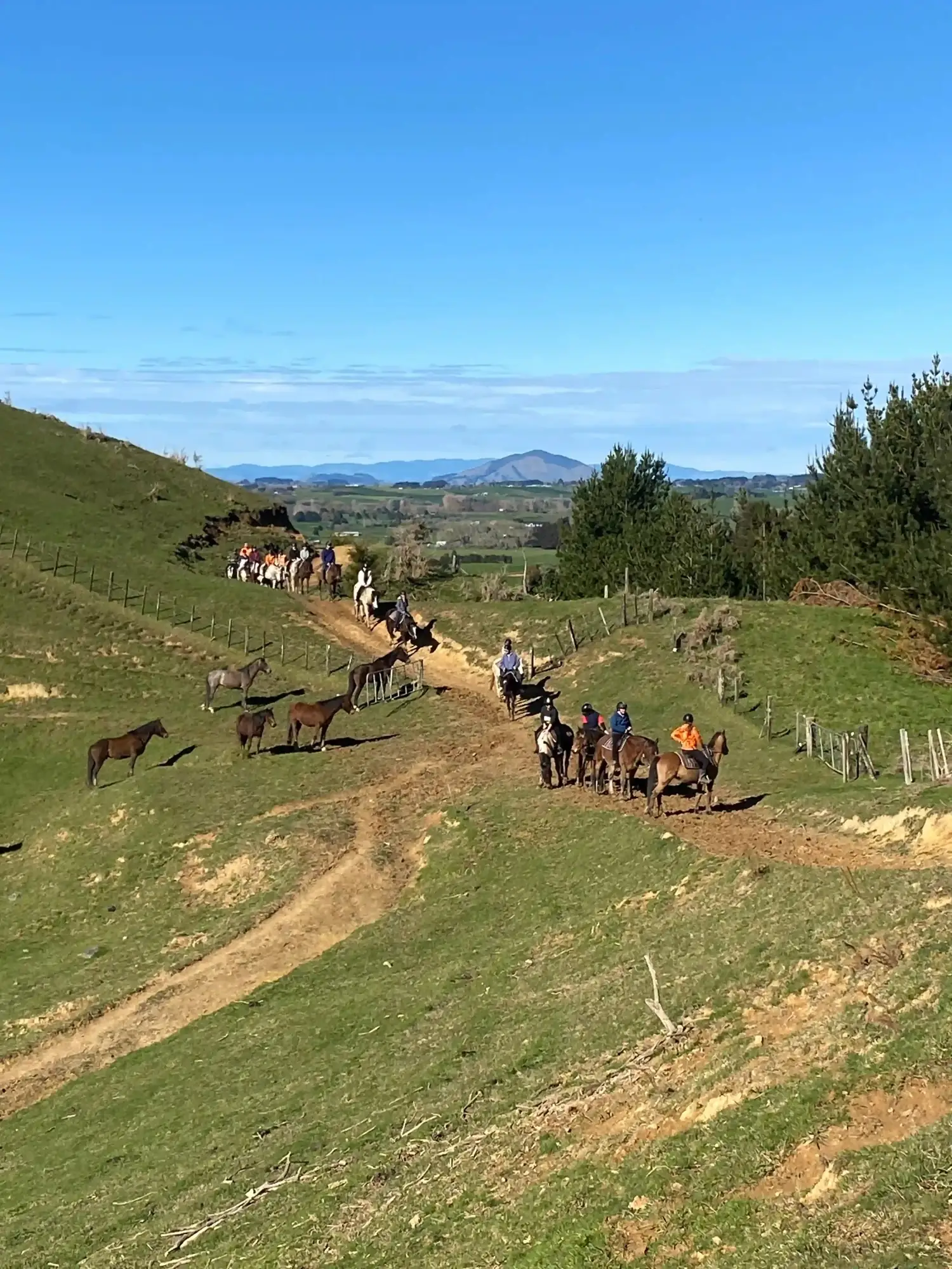 A guided group horse trek along a ridge with sweeping Waikato views