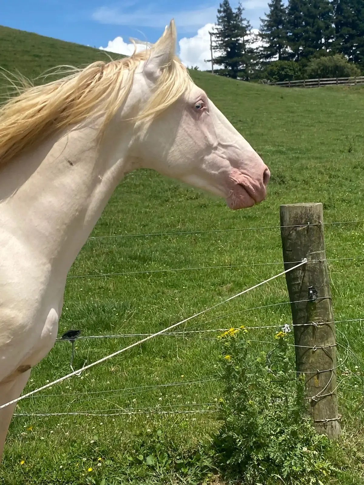 A cremello horse from the Karamu trekking herd