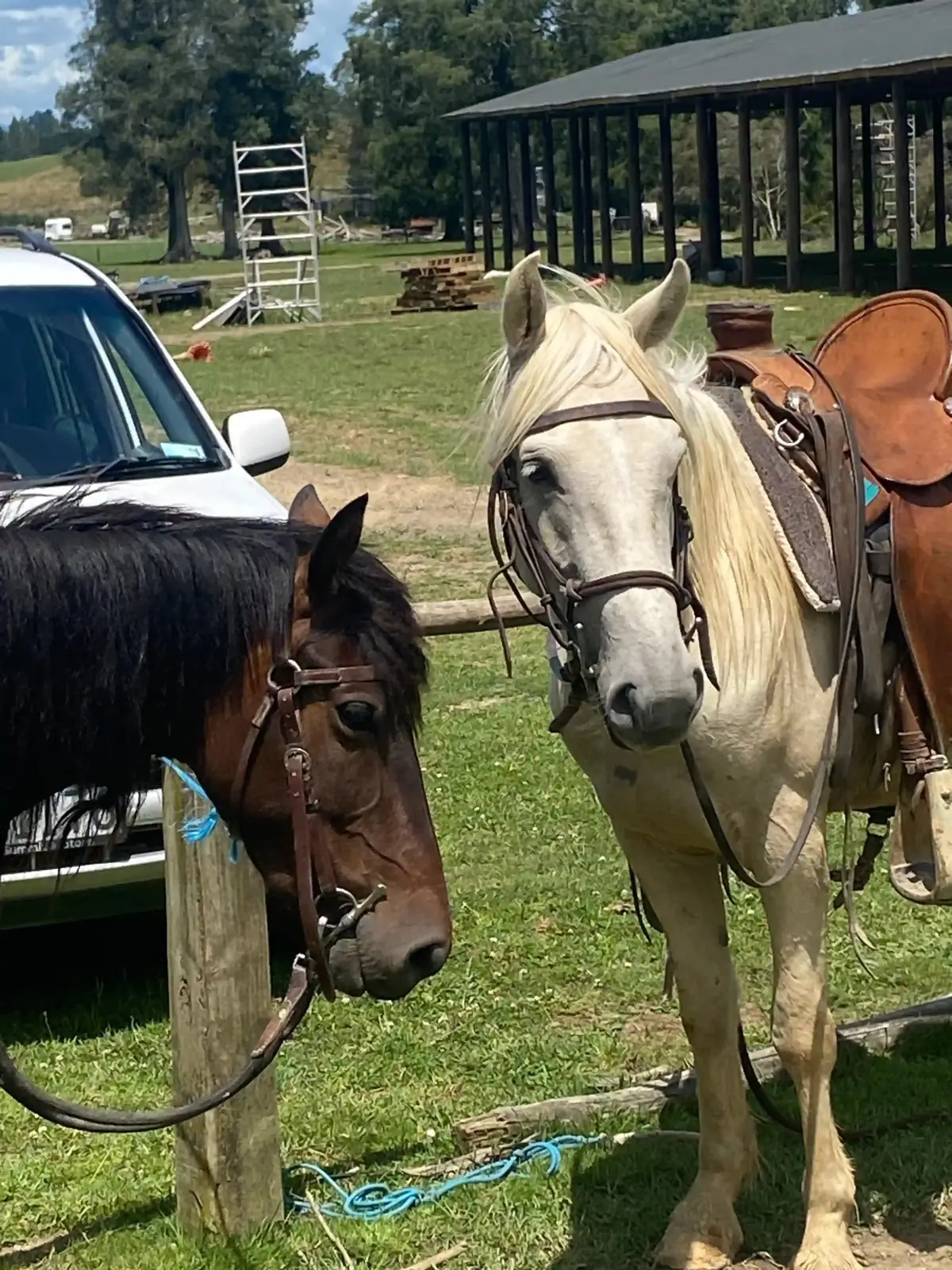 Two of our trekking horses tacked up and ready to ride