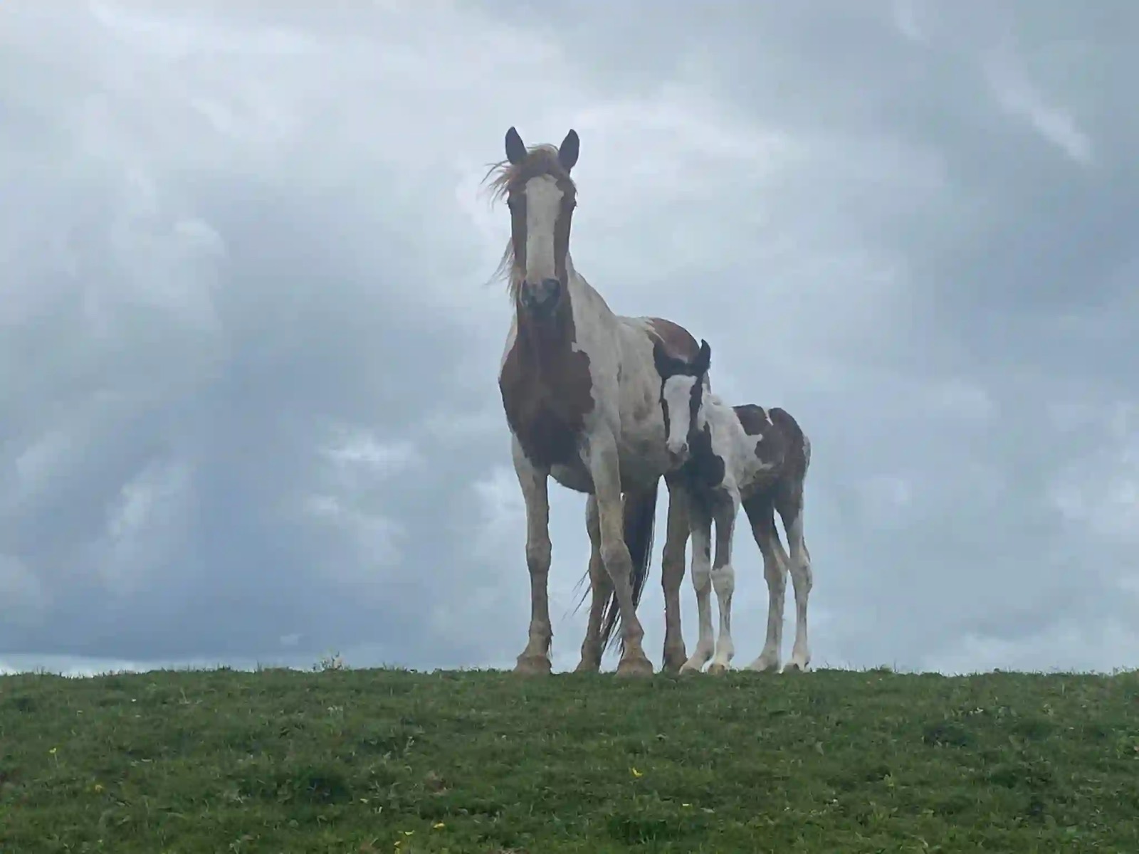 A mare and foal on the farm at Karamu