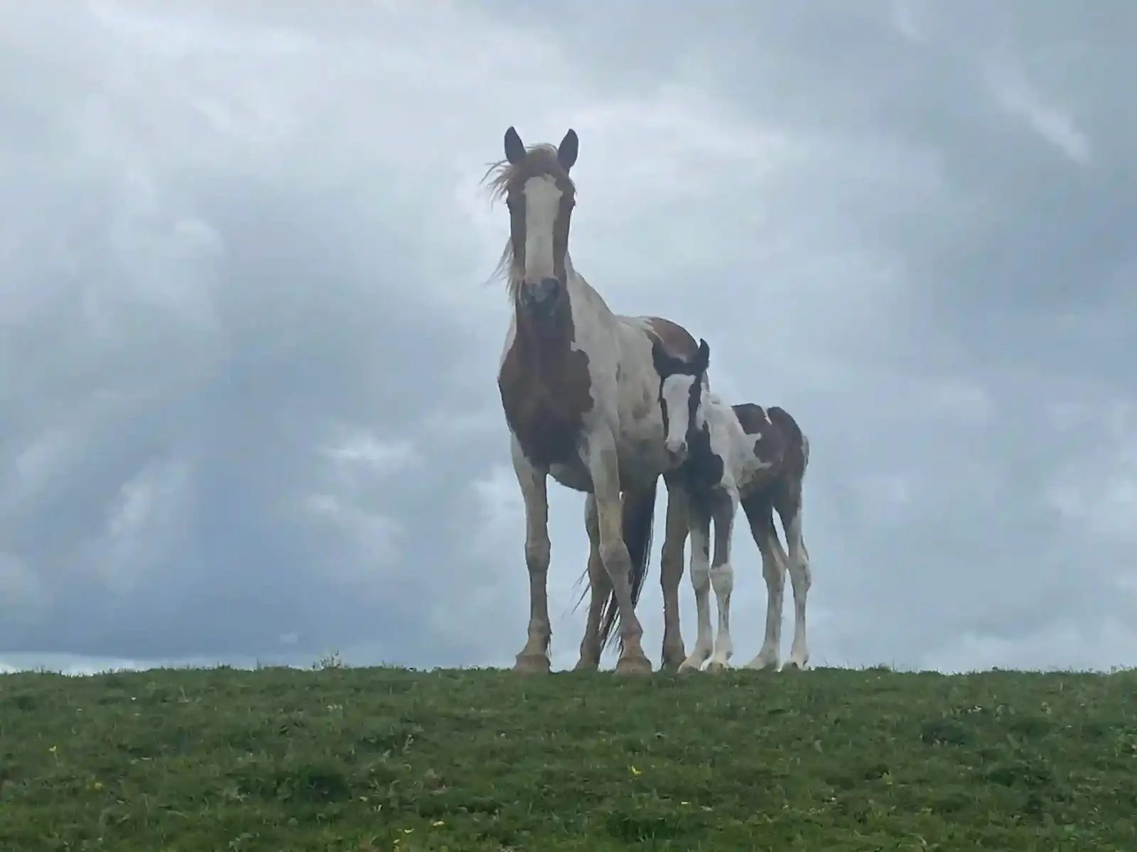 A mare and foal on the farm at Karamu